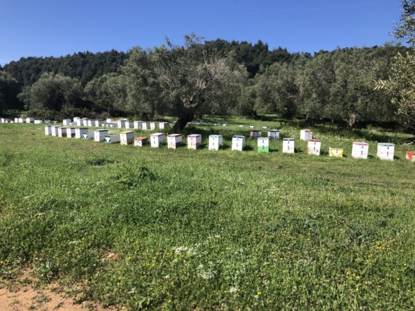 Bee hives, Paliouri